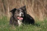 BORDER COLLIE 1454